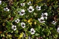 Kvit blomst, hundbær  Lyngmo    007 - Kopi.jpg