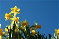 Nytt hefte 2017. Mange små gule påskeliljer. IMG_9135 - Kopi.JPG